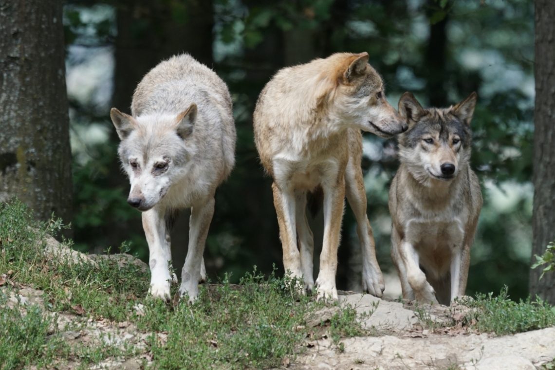 V TNP želijo spodbuditi reševanje težav z volkovi