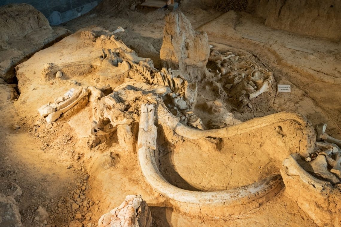 V Sibiriji našli zelo dobro ohranjene ostanke mamuta