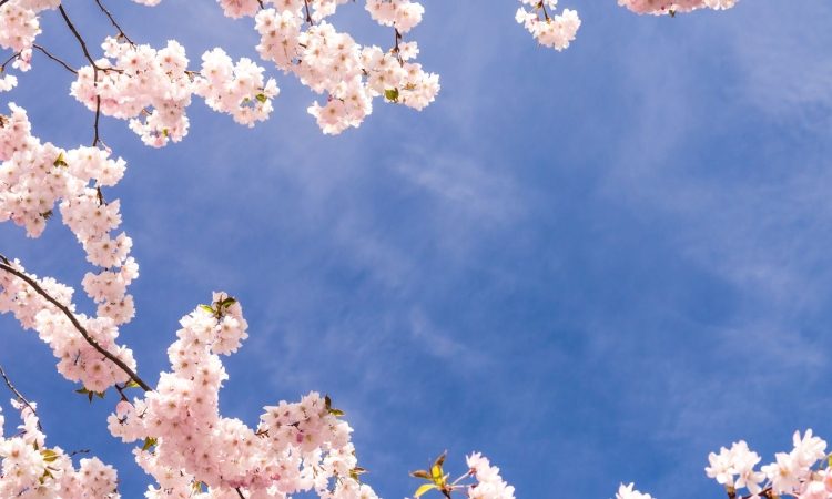 V ljubljanskem botaničnem vrtu zacvetele prve japonske češnje